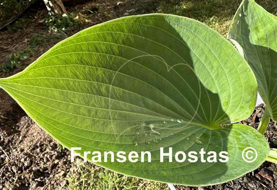 Hosta Sum Zero